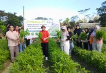 Panen Raya Praktikum Mahasiswa Jurusan Penyuluhan Pertanian FP UHO