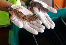 Karantina Sultra Periksa 4 Ekor Gecko di Bandara