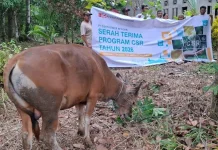 PT DSSP Power Kendari Salurkan Hewan Kurban di Desa Tanjung Tiram dan Desa Wawatu