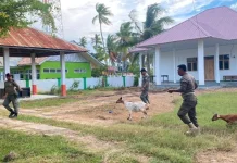 Penertiban Hewan Ternak Berkeliaran di Poleang Timur