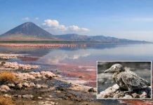 ketika Air Danau Menjadi Terlalu Ekstrem untuk Kehidupan