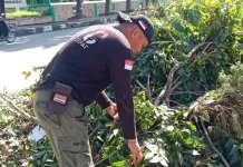 Pemangkasan Pohon Rawan Tumbang Depan Kodim Kendari Dimulai
