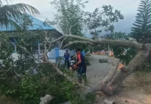 Damkar Bombana Tangani Pohon Tumbang Cepat