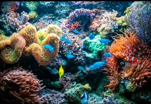 Konservasi Laut Jadi Fondasi Utama Wakatobi