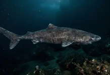 Fakta Hiu Greenland yang Bisa Hidup Lima Abad