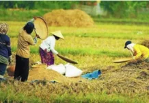 Produksi Beras Indonesia Naik 13,5 Persen