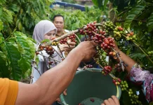 Kemenkum Sultra Terlibat Langsung Panen Kopi dalam Verifikasi Indikasi Geografi
