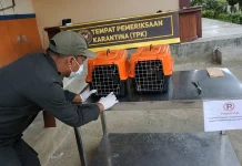 Karantina Sultra Perketat Pengawasan, Lakukan Pemeriksaan Lalu Lintas Kuskus