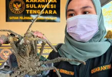 30 Ekor Lobster Asal Sultra Terbang menuju Banten