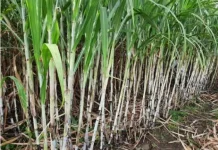 Pemerintah Percepat Target Swasembada Gula Nasional