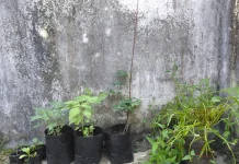 Lahan Sempit Bukan Halangan Berkebun di Rumah