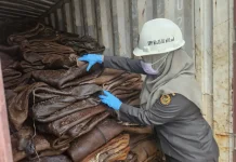 Karantina Sultra Periksa 21 Ton Kulit Sapi Garaman