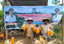 Gerakan Muna Makan Jagung 2026 Dorong Ketahanan Pangan dan Ekonomi Lokal