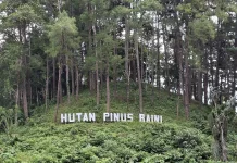 Mahasiswa KKN UIN Kendari Kolaborasi Kembangankan Wisata Hutan Pinus Baini