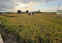 Kendari Terima Lima Pompa Air untuk Antisipasi Kekeringan Lahan Pertanian