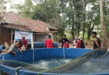 Sinergi Program Budidaya Ikan Nila Teknologi Bioflok Desa Alebo