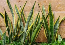 Tak Sekadar Cantik, Tanaman Hias Punya Banyak Manfaat