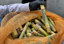 Karantina Sultra Kawal Lalu Lintas 1.500 Batang Bibit Tebu Asal Lampung