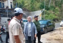 Pemkot Baubau Siapkan Penebangan Pohon Tua di Waruruma