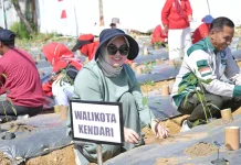 Manfaatkan Lahan Kosong, Pemkot Kendari Tanam Cabai