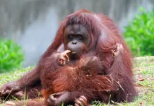 Mengenal Orang Utan dan Habitatnya