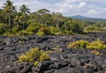 Keajaiban Ekosistem di Atas Lava