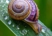 Siput Bisa Memiliki Ribuan Gigi