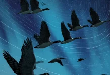 Burung Dapat Bermigrasi Menggunakan Medan Magnet Bumi