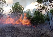 Kepala BPBD Sultra: Bombana Jadi Wilayah Paling Luas Terdampak Karhutla