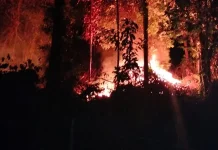 Api Bakar Setengah Hektare Lahan di Konut, Berhasil Dipadamkan