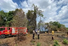 Dua Hektare Lahan Terbakar di Wawonii Tengah, Api Berhasil Dipadamkan