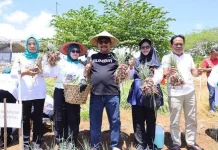 Panen Perdana Buka Peluang Bawang Merah Jadi Komoditas Andalan Pemkab Bombana