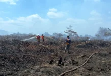 Karhutla Koltim Capai 423,14 Hektare, Pemprov Sultra Perkuat Penanganan