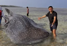 Hiu Paus Raksasa Terdampar di Perairan Dangkal Wakatobi