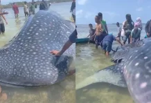 Hiu Paus Sepanjang 9 Meter Terdampar di Wakatobi