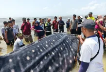Kolaborasi Para Pihak Tangani Hiu Paus Terdampar di Matahora