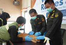Cegah Rabies,Karantina Sultra Fasilitasi Vaksinasi Hewan Peliharaan