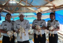Dukung Ketahanan Pangan, Kanwil Ditjenpas Sultra Panen 1,6 Ton Ayam Pedaging