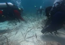 Transplantasi Karang dan Pelepasan Tukik Warnai Festival Wakatobi Wave 2026
