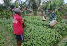 Dukung Ketahanan Pangan, Babinsa Koramil 1417-09/Ranomeeto Dampingi Petani Sayur