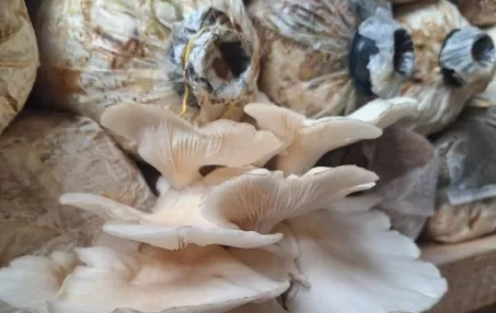 Ladang Harapan Budidaya Jamur Dedem Sutopo