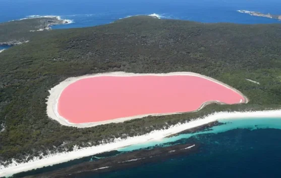 Danau Merah Muda yang Menakjubkan, Fenomena Alam Unik di Australia