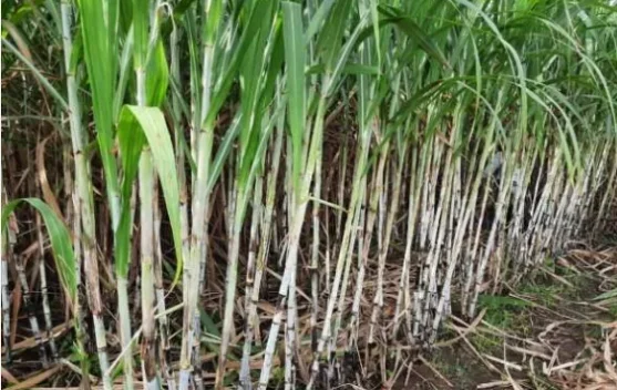 Pemerintah Percepat Target Swasembada Gula Nasional
