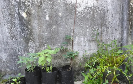 Lahan Sempit Bukan Halangan Berkebun di Rumah