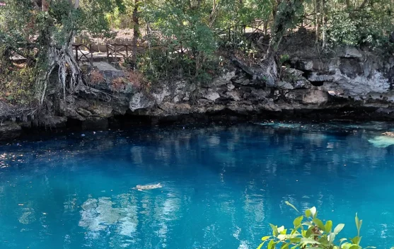 Melihat Penyu Ikonik di Jernihnya Danau Moko