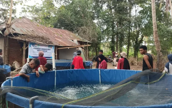 Sinergi Program Budidaya Ikan Nila Teknologi Bioflok Desa Alebo
