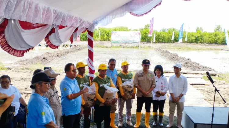 Kabupaten Kupang Dipacu Tembus 100 Ribu Ton Gabah