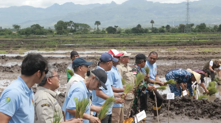 Gerakan Tanam Padi Serentak Perkuat Swasembada Pangan NTT