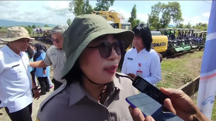 Balai Besar BRMP NTT Kembangkan Teknologi Budidaya Padi