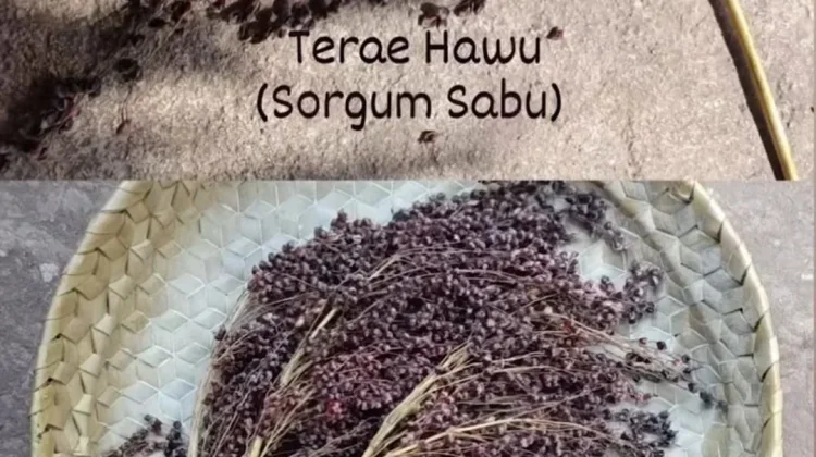 Sabu Raijua Jadikan Sorgum Pilar Ketahanan Pangan